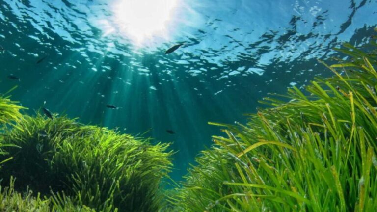 Posidonia Oceánica Cabo de Gata Almería